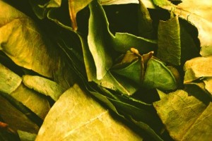Coca_leaves