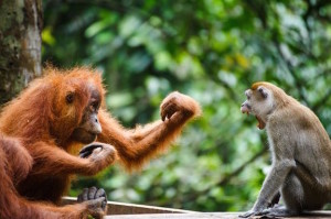 orangutan_monkey